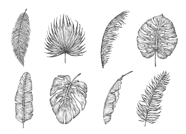 Vettore foglie di palma disegnate a mano doodle vector illustrations monstera leaf tropical foliage sketch set