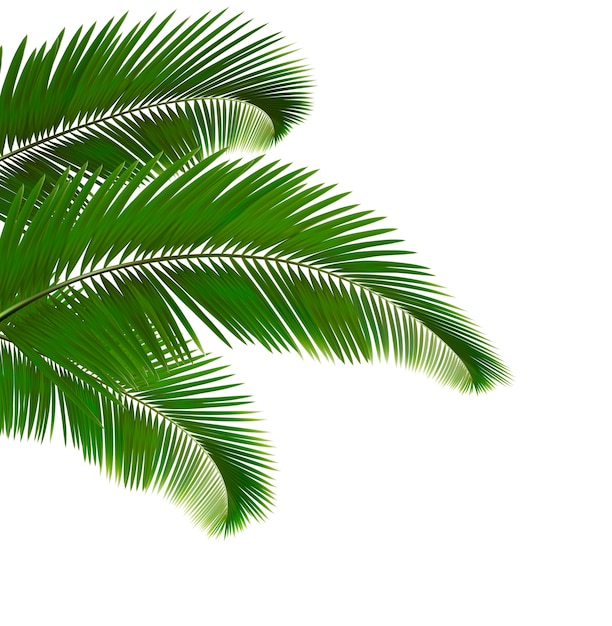 Palm leaves isolated on white background