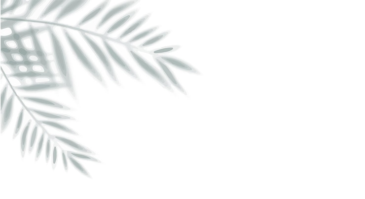 Vector palm leaves shadow isolated on a white background abstract palm leaf shadow