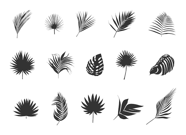 Palm leaves silhouettes Tropical palm leaves vector Leaf icon Leaf silhouette