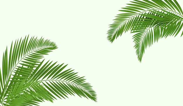 Palm Leaves Tropical Background