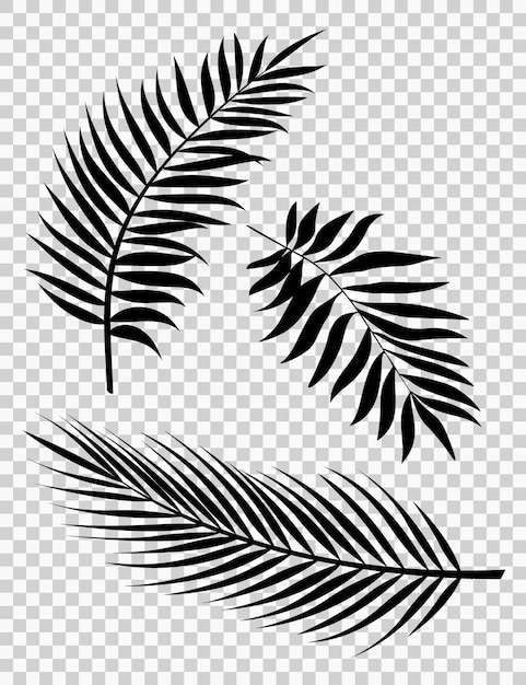 Пальмовые листья векторные иллюстрации набор силуэтов реалистичных пальмовых листьев черного цвета