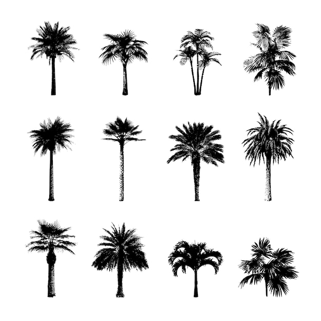 Vector palm silhouetten collectie.