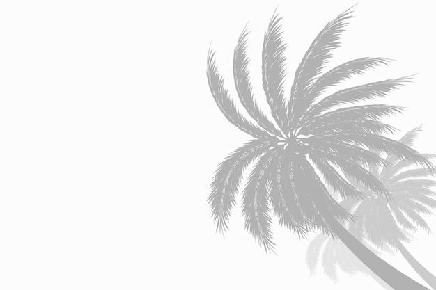Вектор Пальмы или кокосовые пальмы серая тень боковое пространство для копирования