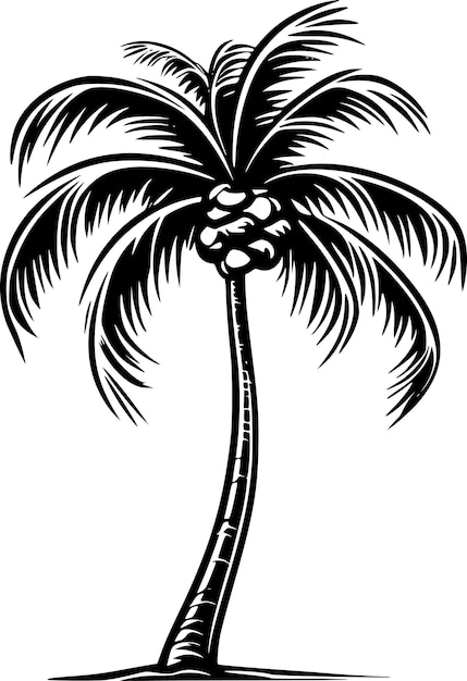 Vector palm tree black and white vector