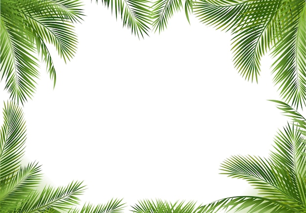 Palm Tree Border Isolated White Background