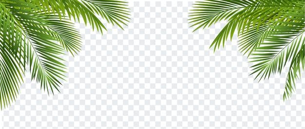 Palm Tree Branch Isolated And Transparent Background