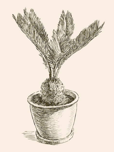 Palm tree in a flower pot