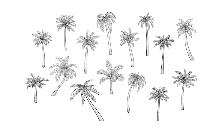 Vector palm tree handdrawn collection