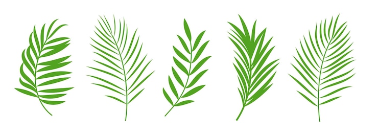 Vector palm tree icon clipart set green palm and coconut leaf clip art collection tropical summer symbol