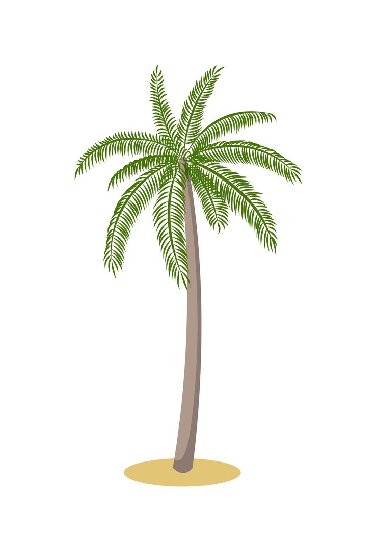 Vector palm tree isolated on white background. the cartoon icon. vector illustration.