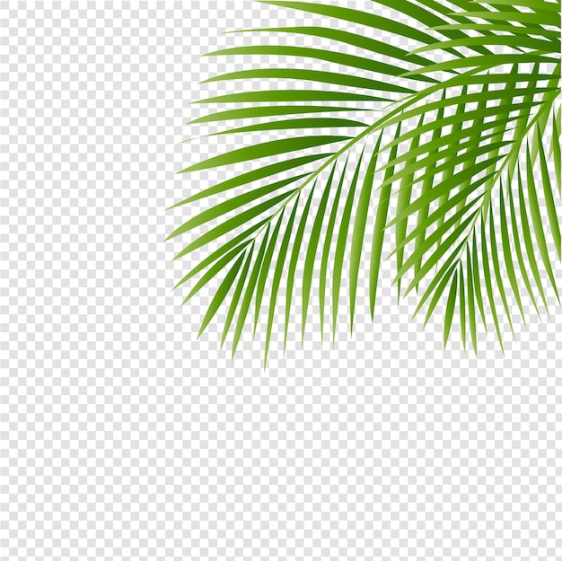 Vector palm tree leaves and isolated transparent background