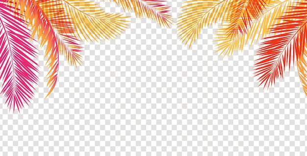 Palm Tree Leaves Leaves Frame Transparent Background