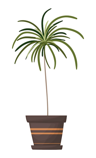Vettore palma in un vaso ornamentale pianta domestica isolata su sfondo bianco grande pianta per il tuo design