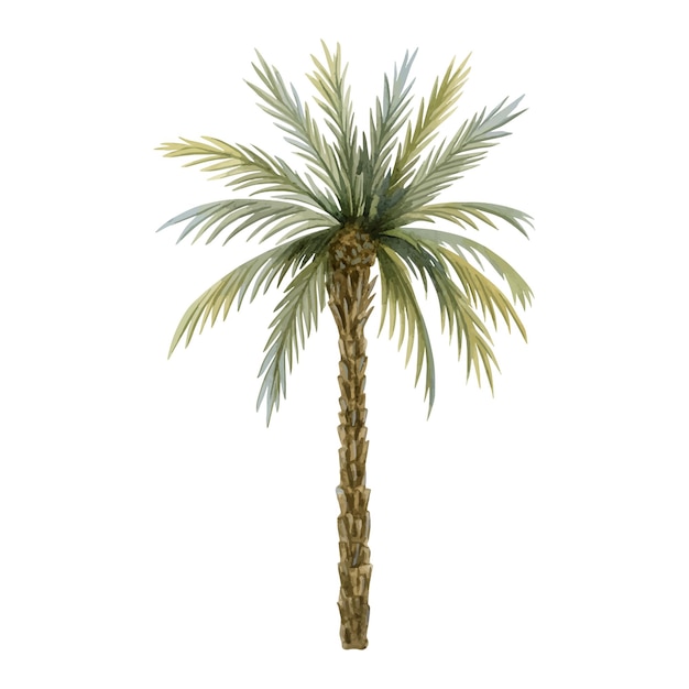 Vector palm tree realistic watercolor illustration for warm southern countries tropical and exotic designs