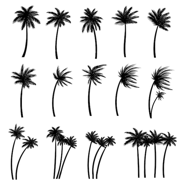 Vector palm tree silhouette set collection vector illustration