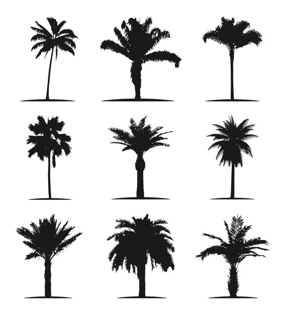Vettore illustrazione dell'albero vettoriale della silhouette della palma, illustrazione dell'albero nero