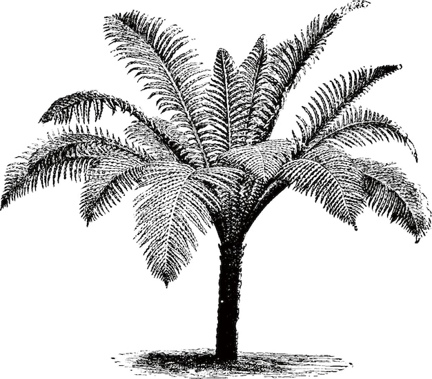 palm tree silhouettes for design