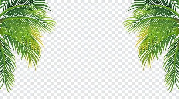 Vector palm tree thin vector with transparent frame background