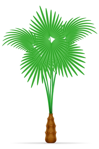 Vettore palma tropicale isolata su priorità bassa bianca