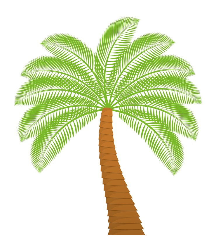 Vector palm tree tropical nature summer beach plant icon
