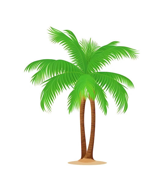 Palm Tree Vector Design with White Background