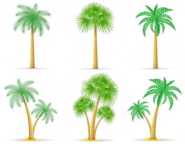 Palm tree vector illustration