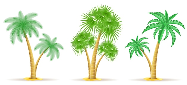 Vettore illustrazione vettoriale di palma