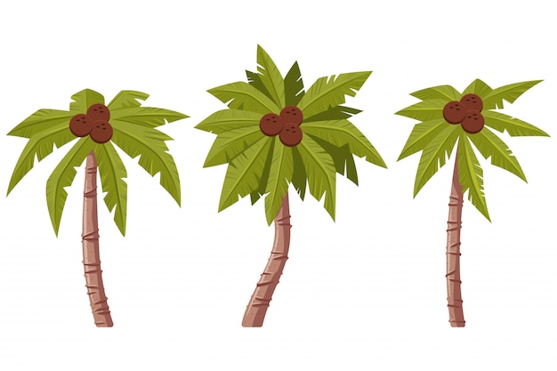 Palm tree with leaves and coconuts   cartoon set isolated on white background.