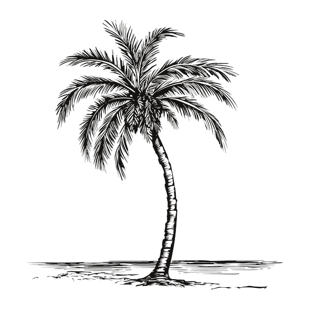 Vector palm tree woodcut style drawing vector