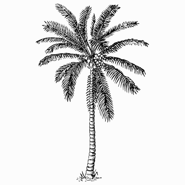 Vector palm tree