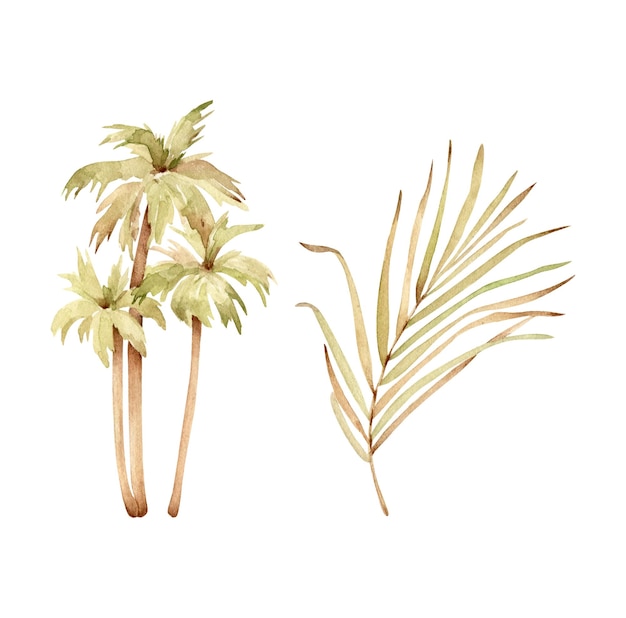 Vector palm tree