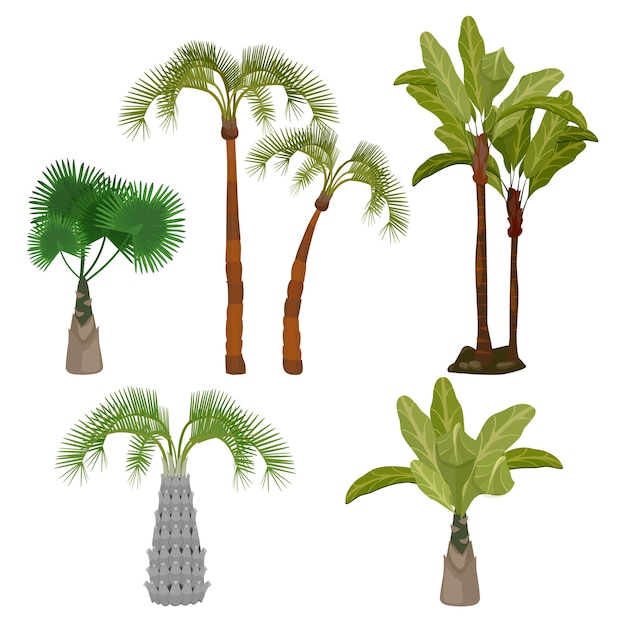 Palme. beach california piante brasile hawaii giardino palme foglia collezione di cartoni animati. tropico della pianta verde, illustrazione della flora tropicale delle hawaii