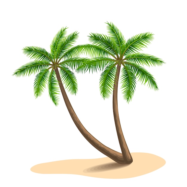 Vector palm trees illustration