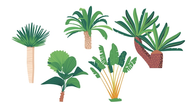 Vector palm trees, isolated tropical plants, banana, coconut or ficus exotic plants. decorative or wild palms graphic elements