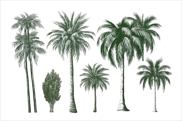 Palm trees isolated on white background isolated on background cartoon vector illustration