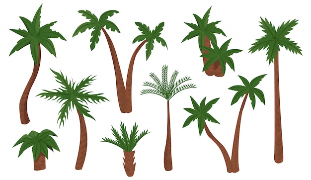 Vector palm trees isolated on white background.