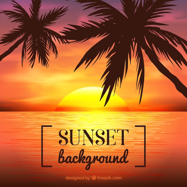 Vector palm trees with sunset background
