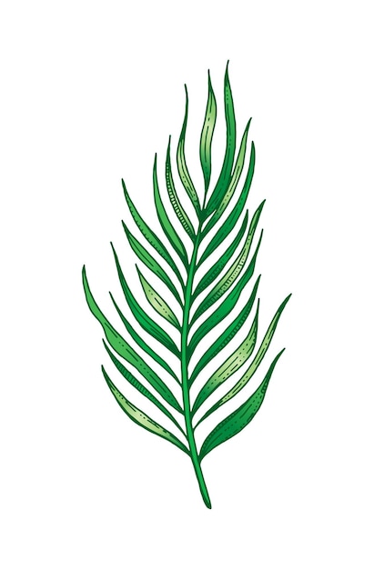 Palm tropical leaf hand drawn sketch Exotic forest tree icon realistic vector illustration isolated