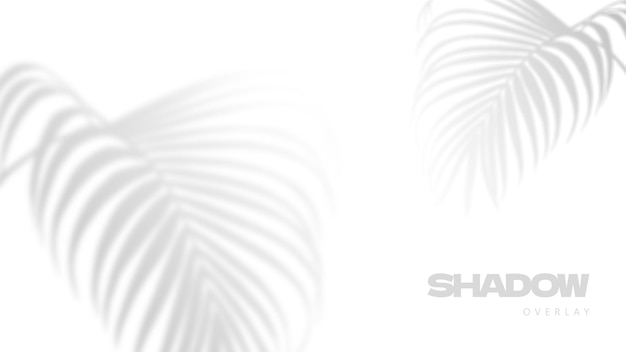 Palm tropical leaves shadow overlay on white background