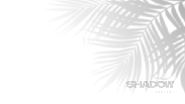 Vector palm tropical leaves shadow overlay on white background