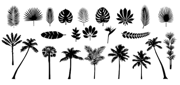 Vector palm tropical plant and leaves silhouette set