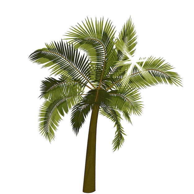 Vettore palma con i raggi del sole attraverso il fogliame palma con il sole splendente che attraversa le foglie