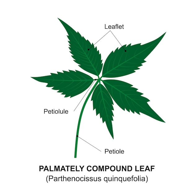 Vector palmately compound leaf diagram of a compound leaf parthenocissus quinquefolia