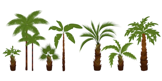 Vector palmbomen platte illustraties instellen. tropische boom groene bladeren, strandpalmen en retro californië groen.