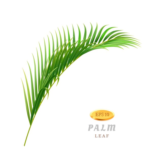 Palmboom tropische bladeren en exotische flora leafage