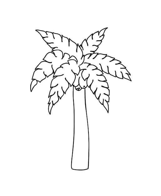 Vector palmboom tropische boom plant natuur doodle lineaire cartoon kleurboek