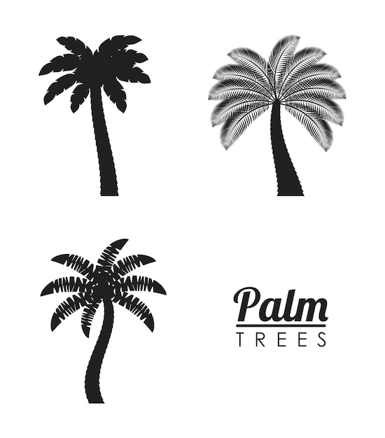 palmboom tropische natuur zomer strand plant icon set