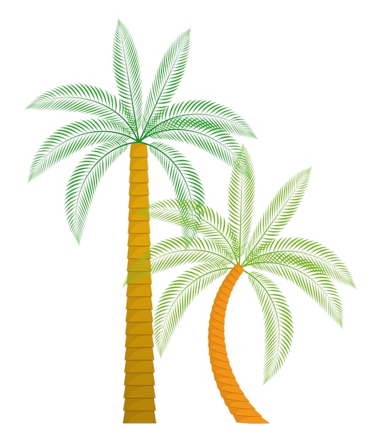 Palmboom tropische natuur zomer strand plant pictogram