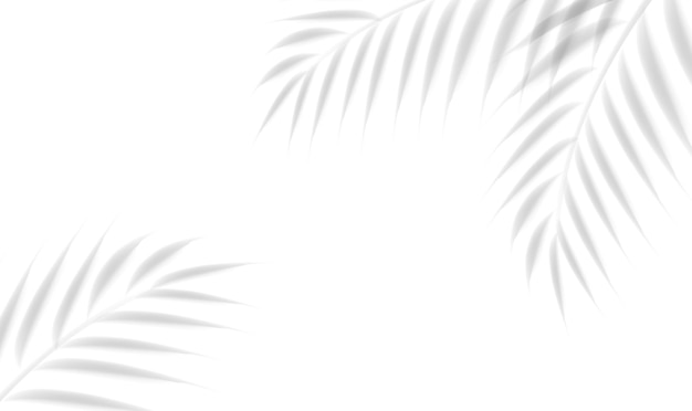 Palmtak en een geïsoleerde witte achtergrond